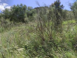 Flora del Cerro Masatrigo